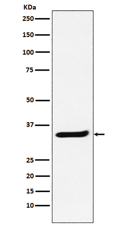 POLR2C (4Z10) Rabbit Monoclonal Antibody | 兔单抗 | EnkiLife恩玑生命