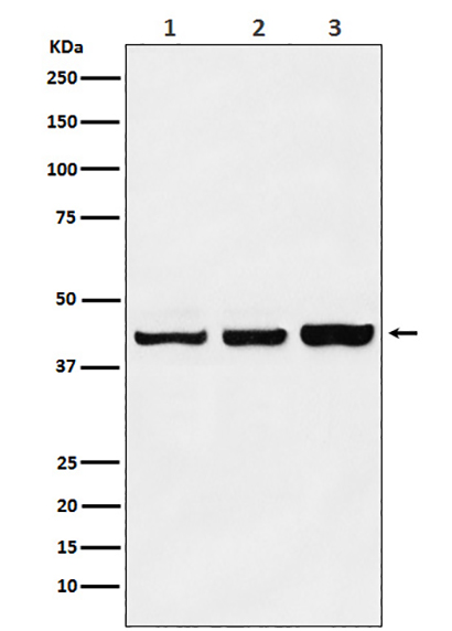 PRMT6 (3R13) Rabbit Monoclonal Antibody | 兔单抗 | EnkiLife恩玑生命