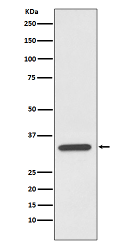 pro Caspase 7 (10O2) Rabbit Monoclonal Antibody | 兔单抗 | EnkiLife恩玑生命
