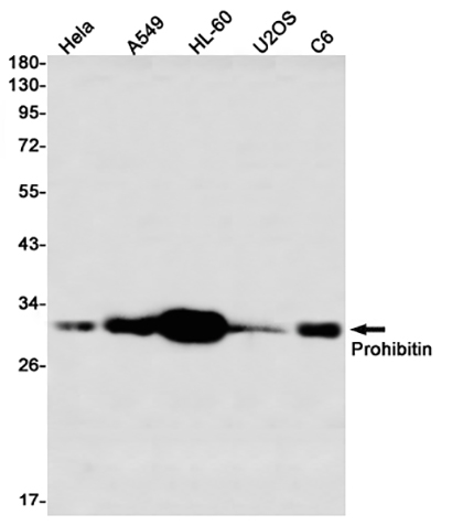 Prohibitin (15G5) Rabbit Monoclonal Antibody | 兔单抗 | EnkiLife恩玑生命