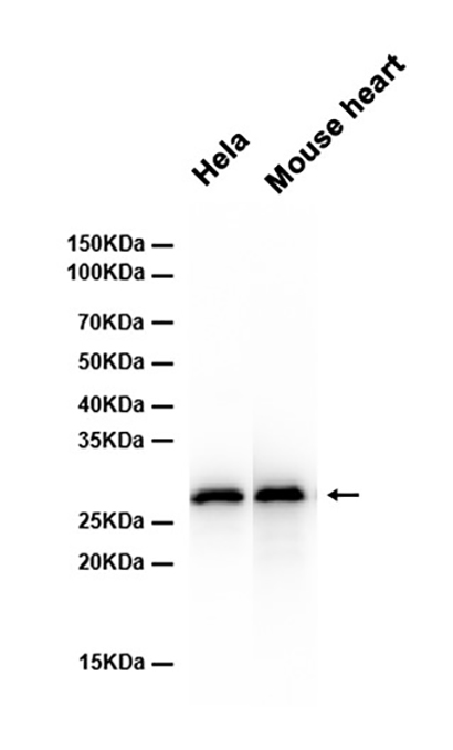 Prohibitin (15G5) Rabbit Monoclonal Antibody | 兔单抗 | EnkiLife恩玑生命