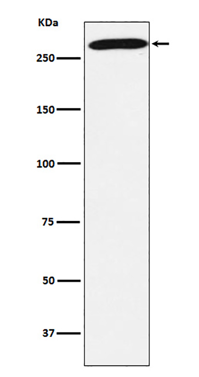 PRPF8 (19L6) Rabbit Monoclonal Antibody | 兔单抗 | EnkiLife恩玑生命