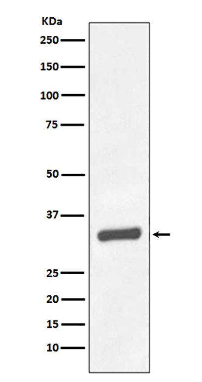 PSA/KLK3 (9M11) Rabbit Monoclonal Antibody | 兔单抗 | EnkiLife恩玑生命