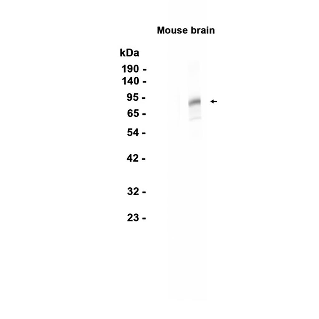 PSD95   (13H1) Rabbit Monoclonal Antibody | 兔单抗 | EnkiLife恩玑生命