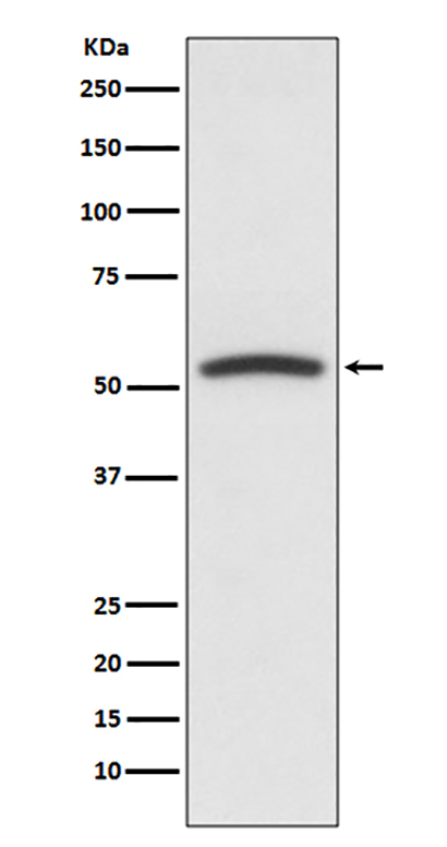PTEN (16Q18) Rabbit Monoclonal Antibody | 兔单抗 | EnkiLife恩玑生命