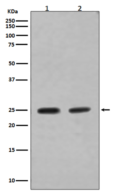 Rab4A (17S4) Rabbit Monoclonal Antibody | 兔单抗 | EnkiLife恩玑生命