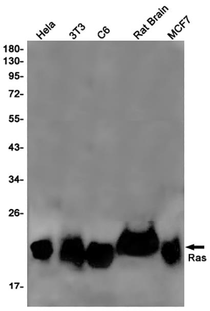 Ras (18R4) Rabbit Monoclonal Antibody | 兔单抗 | EnkiLife恩玑生命