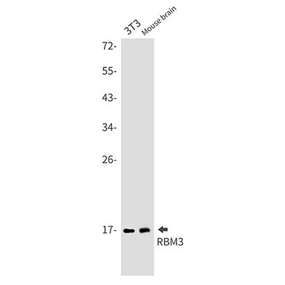 RBM3 (18E7) Rabbit Monoclonal Antibody | 兔单抗 | EnkiLife恩玑生命