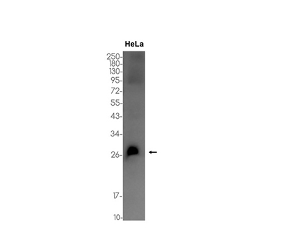 RCHY1 (11B14) Rabbit Monoclonal Antibody | 兔单抗 | EnkiLife恩玑生命
