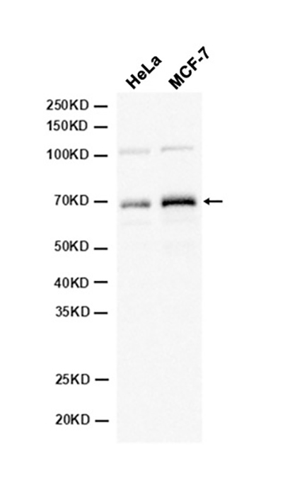 RelB (6I1) Rabbit Monoclonal Antibody | 兔单抗 | EnkiLife恩玑生命