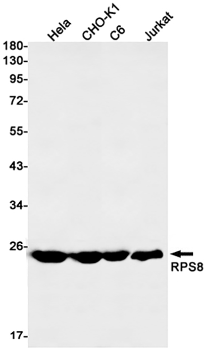 RPS8 (9W6) Rabbit Monoclonal Antibody | 兔单抗 | EnkiLife恩玑生命