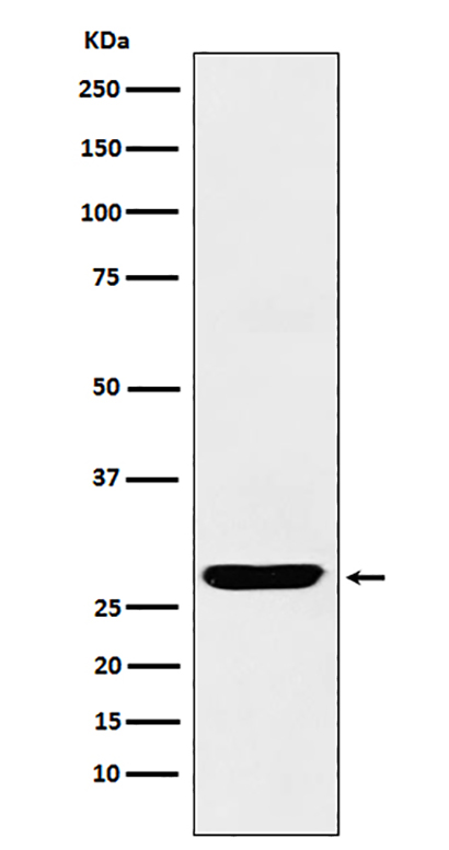 SCGN (9L19) Rabbit Monoclonal Antibody | 兔单抗 | EnkiLife恩玑生命