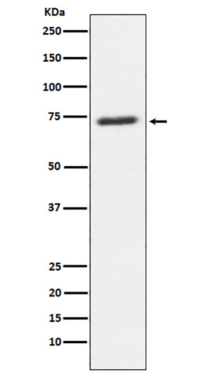 SENP1 (18B5) Rabbit Monoclonal Antibody | 兔单抗 | EnkiLife恩玑生命