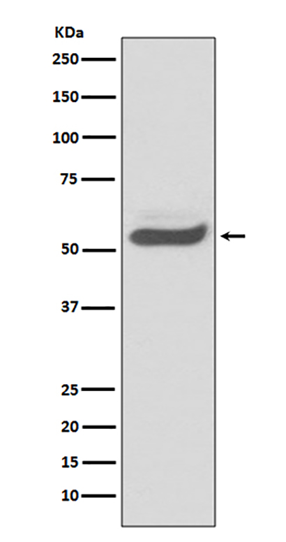 SERPINA1 (2F7) Rabbit Monoclonal Antibody | 兔单抗 | EnkiLife恩玑生命