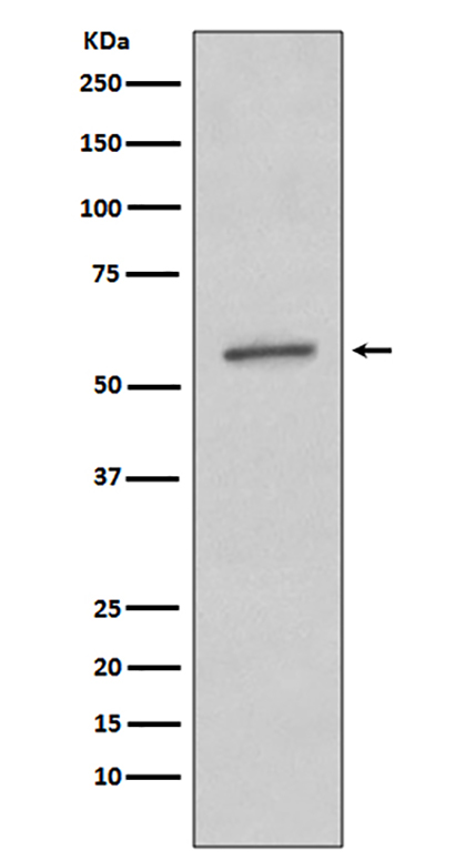 SGK1 (12S19) Rabbit Monoclonal Antibody | 兔单抗 | EnkiLife恩玑生命