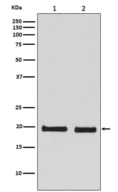 Skp1 (15O8) Rabbit Monoclonal Antibody | 兔单抗 | EnkiLife恩玑生命