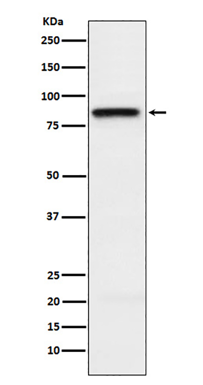 SLAMF1 (5K10) Rabbit Monoclonal Antibody | 兔单抗 | EnkiLife恩玑生命