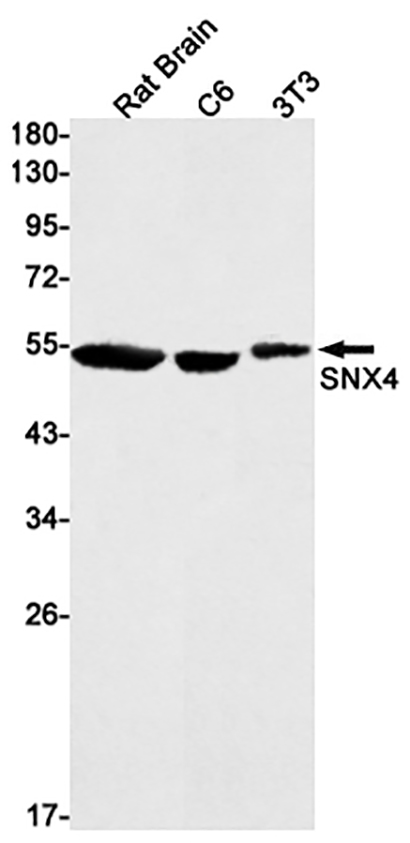 SNX4 (3D11) Rabbit Monoclonal Antibody | 兔单抗 | EnkiLife恩玑生命
