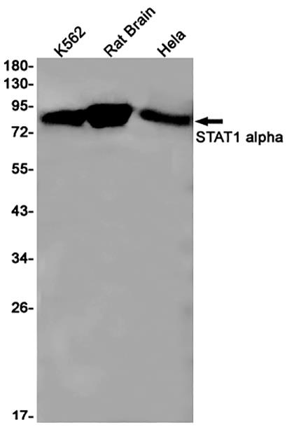 STAT1 alpha (9I6) Rabbit Monoclonal Antibody | 兔单抗 | EnkiLife恩玑生命
