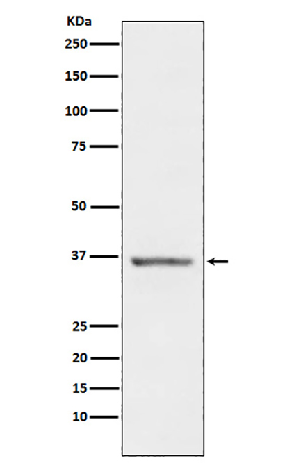 STC1 (4H6) Rabbit Monoclonal Antibody | 兔单抗 | EnkiLife恩玑生命