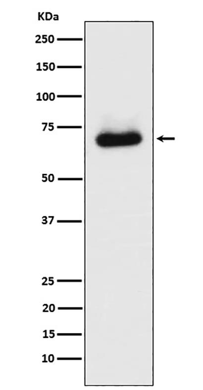 STK39 (18P19) Rabbit Monoclonal Antibody | 兔单抗 | EnkiLife恩玑生命
