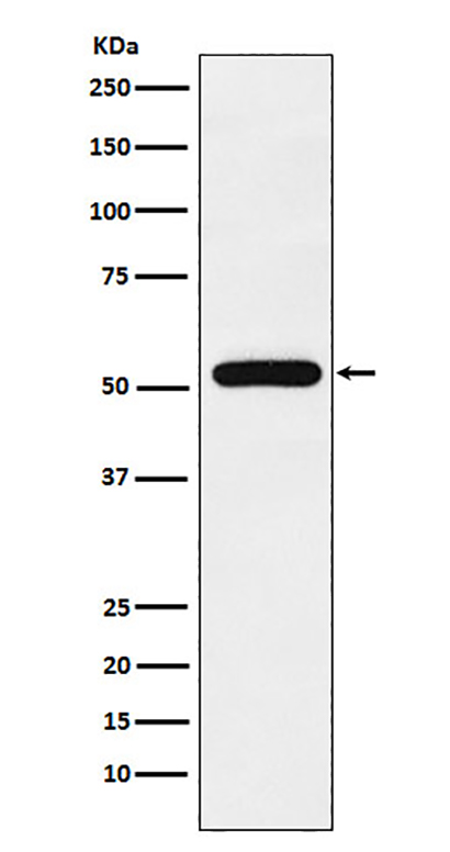 TAB1 (1R7) Rabbit Monoclonal Antibody | 兔单抗 | EnkiLife恩玑生命