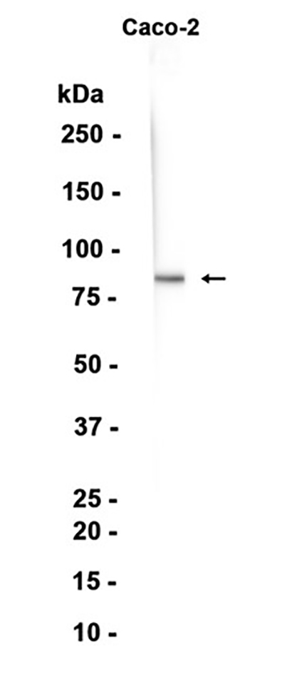 TAB3 (10D17) Rabbit Monoclonal Antibody | 兔单抗 | EnkiLife恩玑生命
