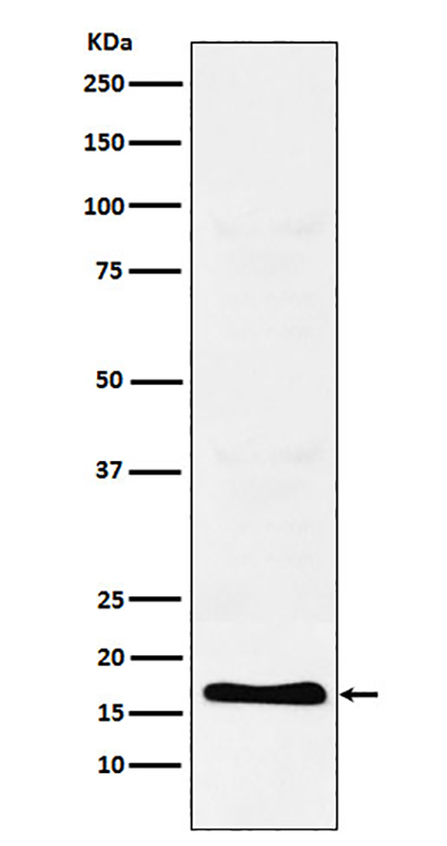 TFF2 (15V8) Rabbit Monoclonal Antibody | 兔单抗 | EnkiLife恩玑生命