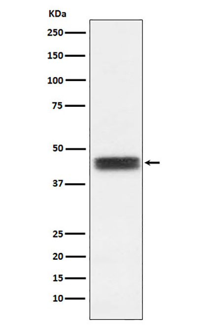 TFPI (11K2) Rabbit Monoclonal Antibody | 兔单抗 | EnkiLife恩玑生命