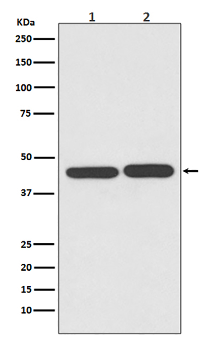 TIA1 (2C12) Rabbit Monoclonal Antibody | 兔单抗 | EnkiLife恩玑生命
