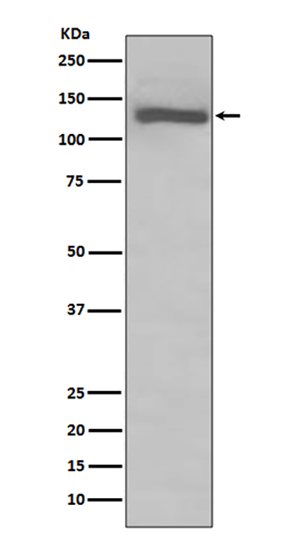 TLR7 (10A7) Rabbit Monoclonal Antibody | 兔单抗 | EnkiLife恩玑生命