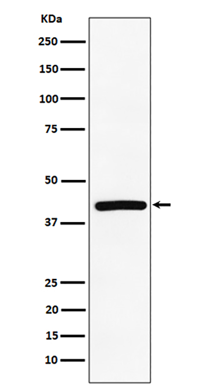 TMEM43 (2M3) Rabbit Monoclonal Antibody | 兔单抗 | EnkiLife恩玑生命