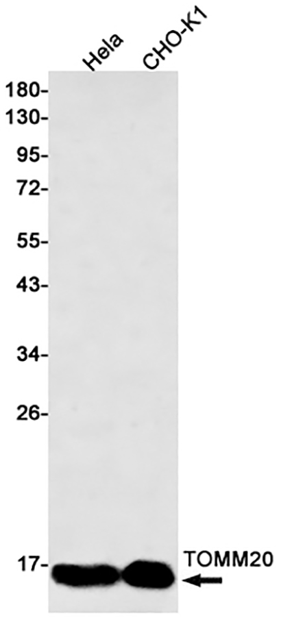 TOMM20 (10E19) Rabbit Monoclonal Antibody | 兔单抗 | EnkiLife恩玑生命