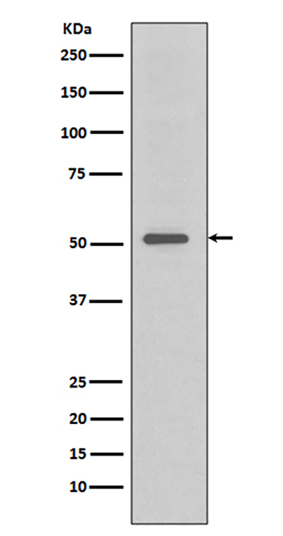 TRAF4  (9Q19) Rabbit Monoclonal Antibody | 兔单抗 | EnkiLife恩玑生命