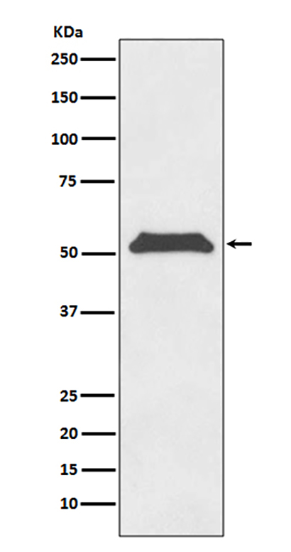 TRF1 (8B4) Rabbit Monoclonal Antibody | 兔单抗 | EnkiLife恩玑生命
