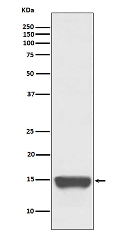 TWEAKR (14X18) Rabbit Monoclonal Antibody | 兔单抗 | EnkiLife恩玑生命