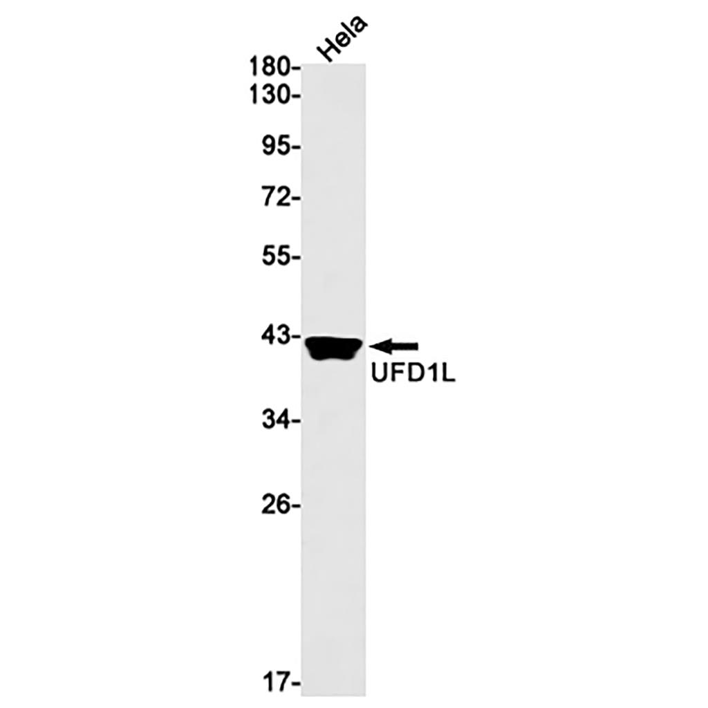 UFD1L (6R6) Rabbit Monoclonal Antibody | 兔单抗 | EnkiLife恩玑生命