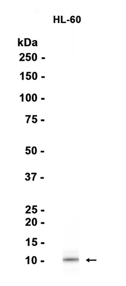 UQCRH (18Q7) Rabbit Monoclonal Antibody | 兔单抗 | EnkiLife恩玑生命