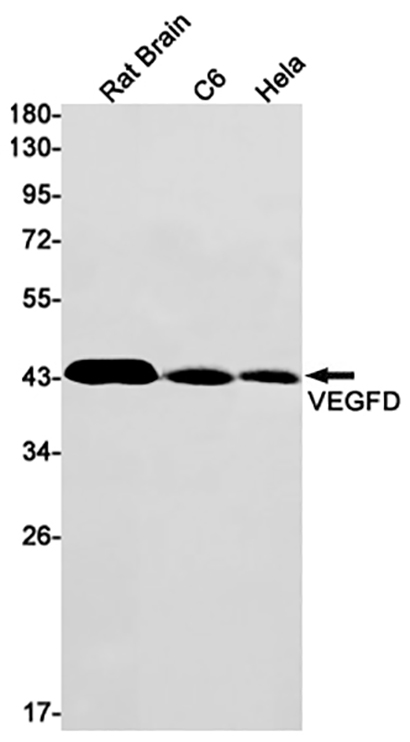 VEGFD (7C13) Rabbit Monoclonal Antibody | 兔单抗 | EnkiLife恩玑生命