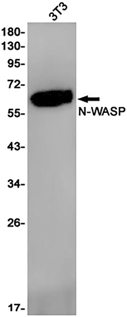 WASL (7C9) Rabbit Monoclonal Antibody | 兔单抗 | EnkiLife恩玑生命
