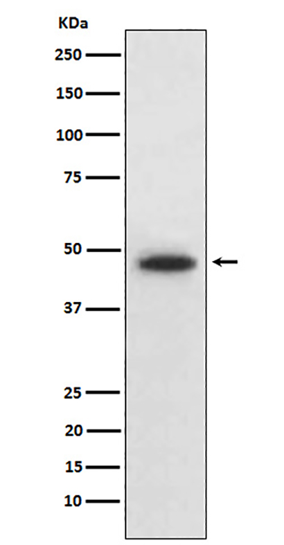 Wnt5b (8N15) Rabbit Monoclonal Antibody | 兔单抗 | EnkiLife恩玑生命