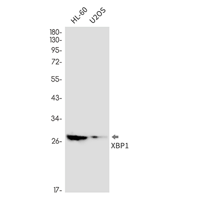 XBP1 (17E17) Rabbit Monoclonal Antibody | 兔单抗 | EnkiLife恩玑生命