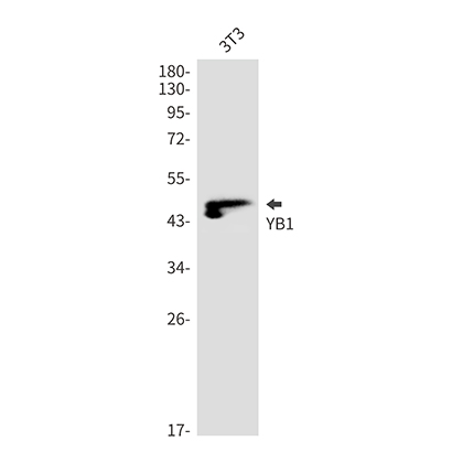 YB1 (15K16) Rabbit Monoclonal Antibody | 兔单抗 | EnkiLife恩玑生命