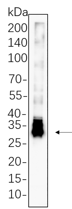 DARPP-32 Rabbit Monoclonal antibody | 兔单抗 | EnkiLife恩玑生命
