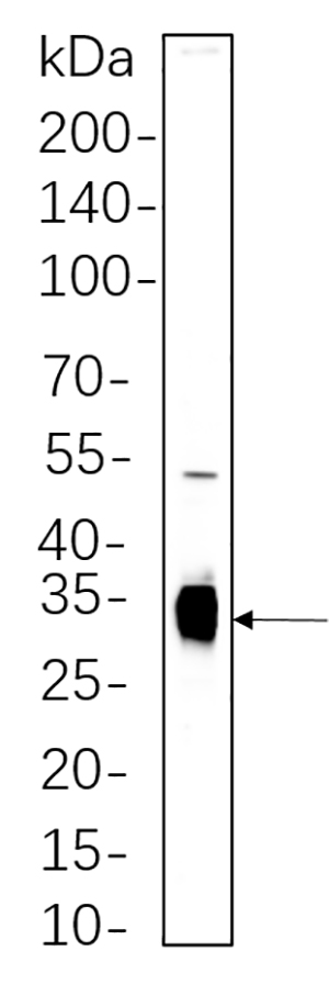Caspase-6 Rabbit Monoclonal antibody | 兔单抗 | EnkiLife恩玑生命