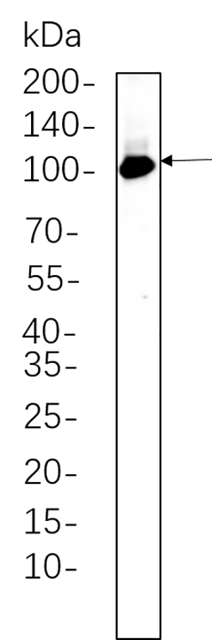 PI3 Kinase Class 3 Rabbit Monoclonal antibody | 兔单抗 | EnkiLife恩玑生命