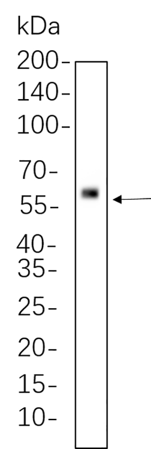 SMAD5 (Phospho Ser463/Ser465) Rabbit Monoclonal antibody | 兔单抗 | EnkiLife恩玑生命