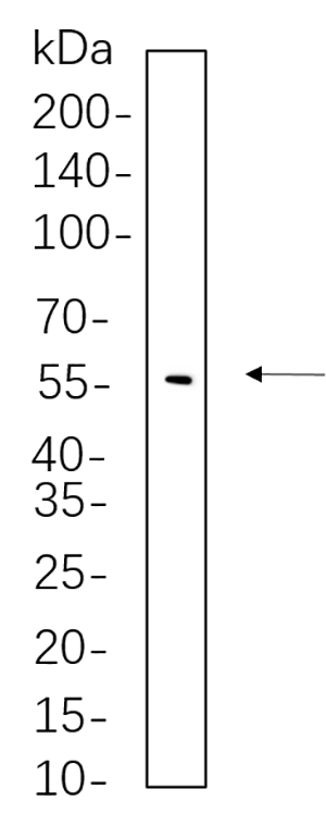 YAP (Phospho Ser127) Rabbit Monoclonal antibody | 兔单抗 | EnkiLife恩玑生命