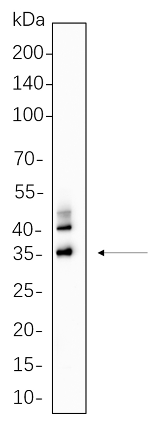 C/EBP α Rabbit Monoclonal antibody | 兔单抗 | EnkiLife恩玑生命
