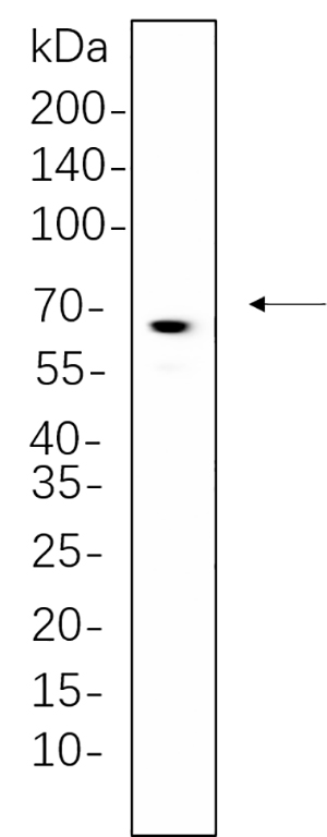 ATG16L1 Rabbit Monoclonal antibody | 兔单抗 | EnkiLife恩玑生命